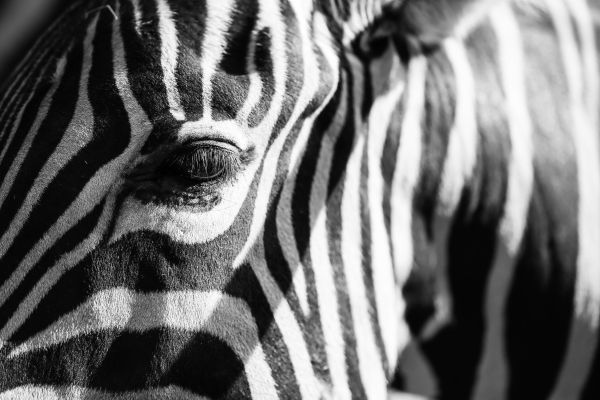 Abstract Real Zebra Stripes Free Photo