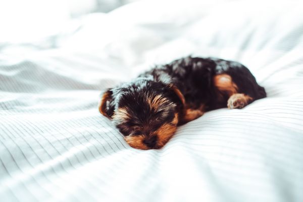 Adorable Sleeping Yorkshire Terrier Puppy Free Photo