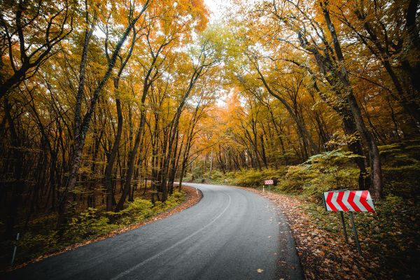 Autumn Road Through The Forest Free Photo