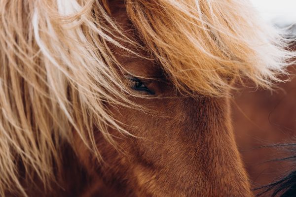 Beauty of Icelandic Horses Free Photo