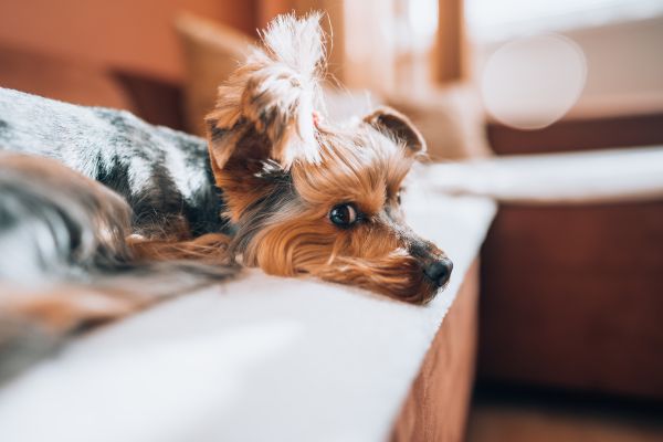 Cute Yorkshire-Terrier Relaxing on a Sofa in The Living Room Free Photo