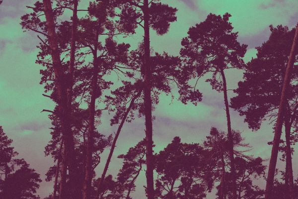 Forest Treetops Nature Vintage Retro Background Free Photo