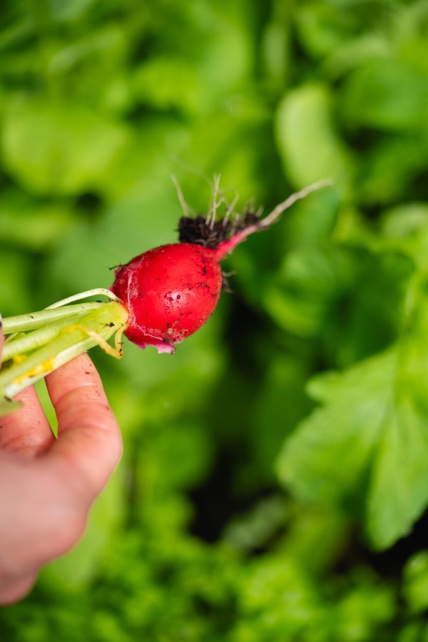 Fresh Radish Free Photo