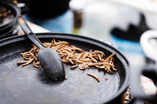 Fried Caterpillars Traditional Exotic Asian Food Free Photo