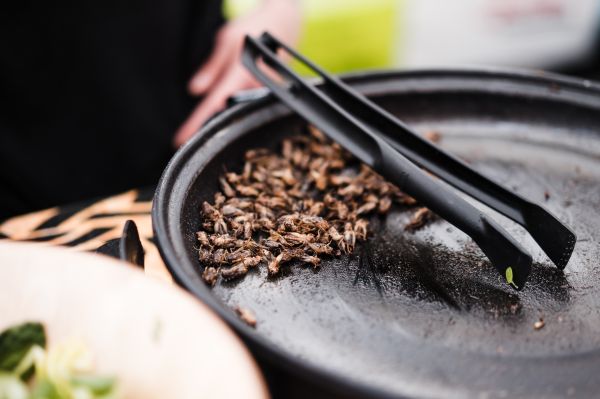 Fried Insects Beetles Traditional Exotic Asian Food Free Photo