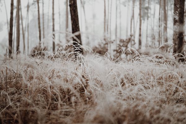 Grass Covered with a Hoarfrost in a Wild Forest Free Stock Photo