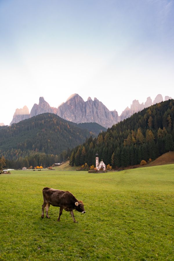 Grazing Cow near Church of St. John in Ranui, Italy Free Photo