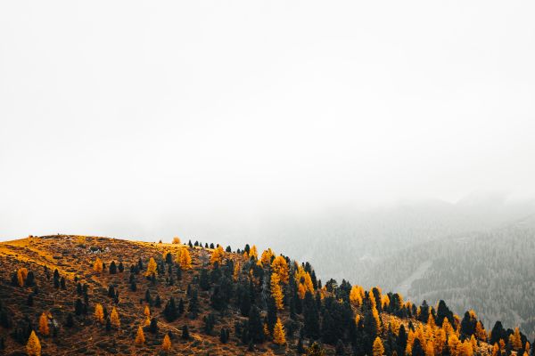 Hill Full of Fall Yellow Trees Free Photo