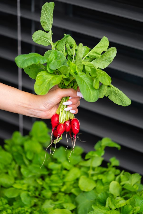 Home-Grown Radishes Free Photo