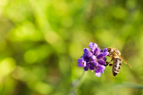 Honey Bee Working Alone Free Photo