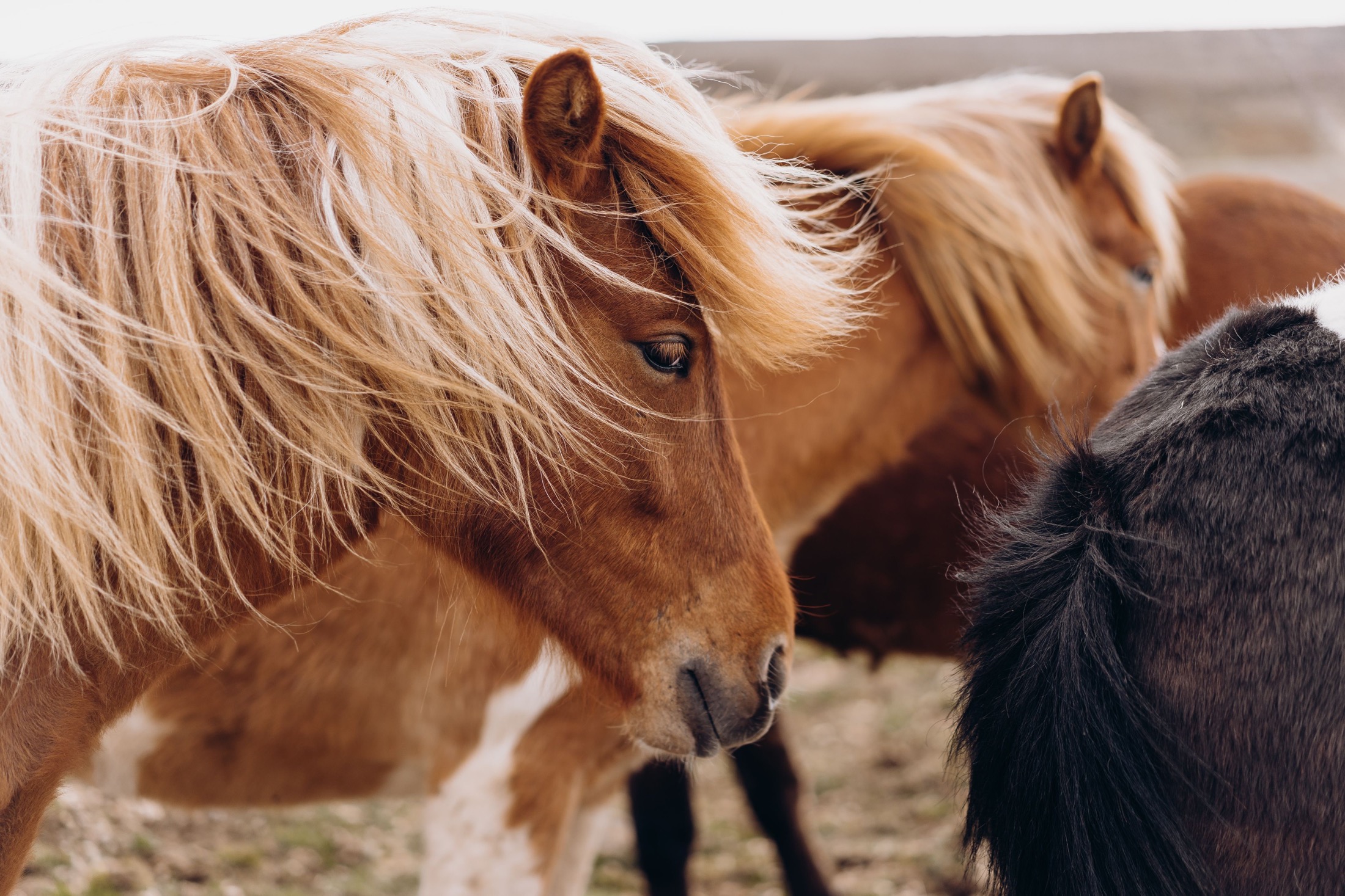 Iceland Animals