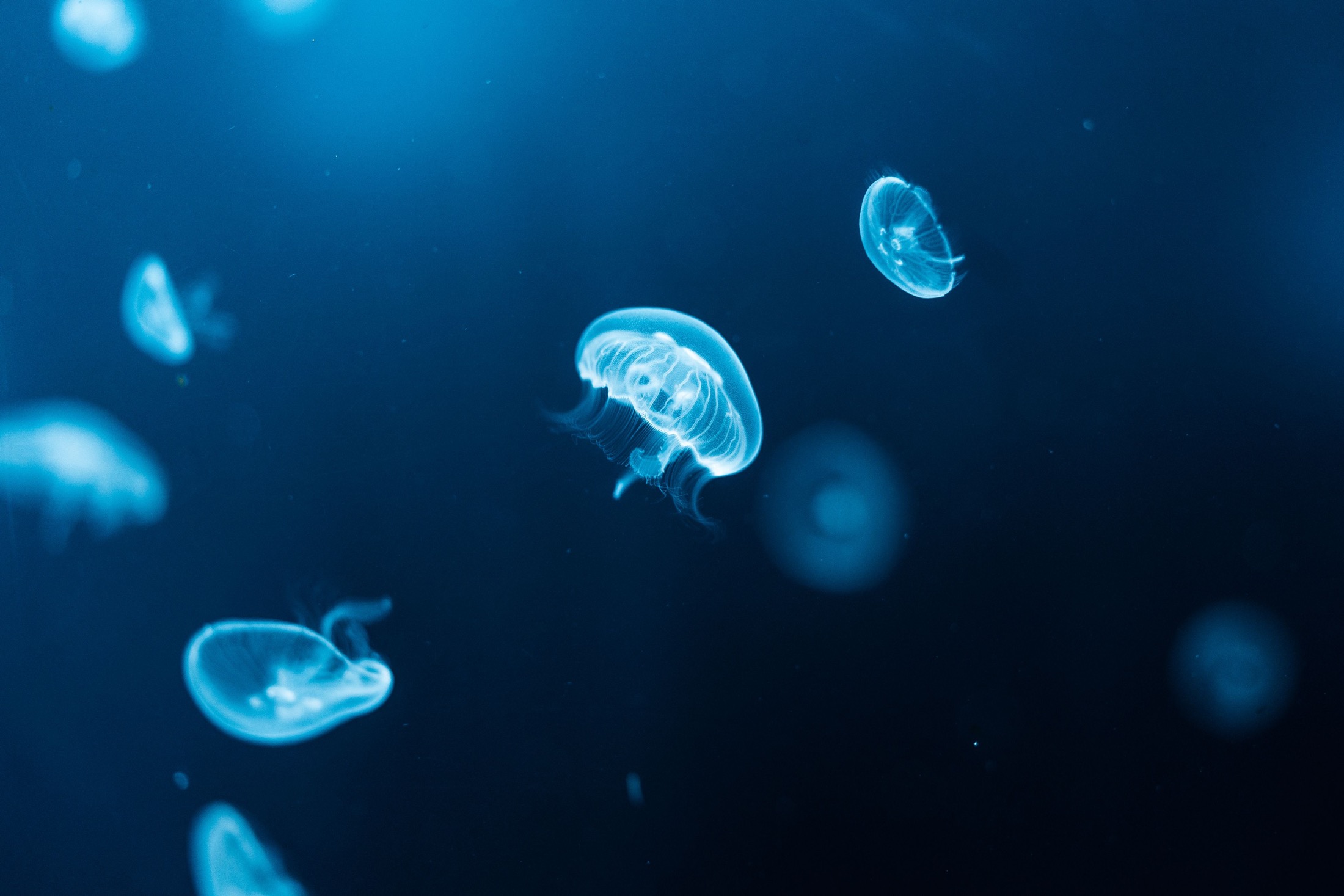 Sea World: Jellyfish