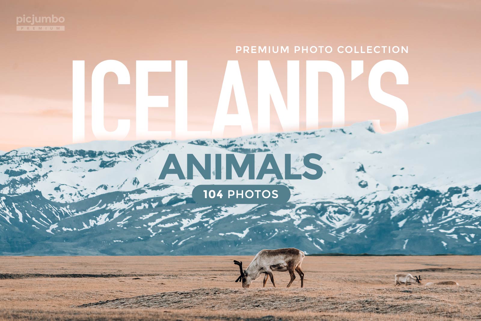 Download hi-res stock photos from our Iceland’s Animals PREMIUM Collection!