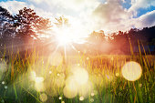 Paddy field farming at sunrise