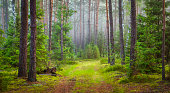 Nature forest landscape. Green summer forest