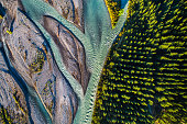 River flowing next to Pine forest.