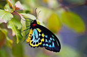 colorful birdwing butterfly (Ornithoptera priamus)