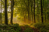 Beautiful, mysterious sunset in the forest with sunbeams between the trees and many green plants in Sundern, Sauerland, Germany