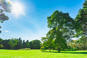 forest and sun and blue sky