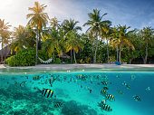 Undersea with colorful fish and corals