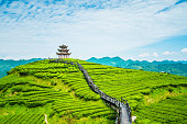Tea plantations