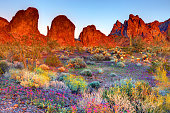 Kofa National Wildlife Refuge, Arizona