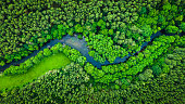 River and green forest in Tuchola natural park, aerial view