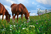 Horses graze in a meadow in the mountains, sunset in carpathian mountains - beautiful summer landscape, bright cloudy sky and sunlight, wildflowers