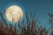 Beautiful nature fantasy - wild grass and full moon with star.