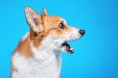 Profile portrait of funny welsh corgi pembroke or cardigan with open mouth and surprised or shocked face expression on blue background, copy space. Dog sees something impressive