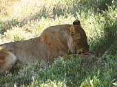 A large and terrible predator resting quietly. Close-up of an adult lion. A ferocious carnivore of the family Felidae. Lion in the zoo. Lying in a cage.