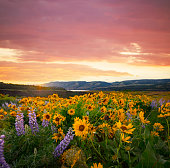 Columbia River Gorge Wildflowers Balsamroot.