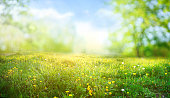 Beautiful meadow field with fresh grass and yellow dandelion flowers in nature.