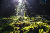 morning light fresh green grass and moss in the misty magical forest in summer