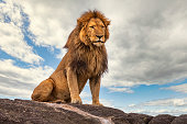 Male lion (panthera leo) resting on a rock