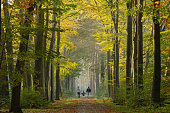 Rear view on Young family walking on avenue in autumn colors