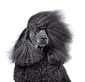 Close-up portrait of beautiful black poodle