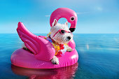 White terrier wearing tropical flower garland chilling on the pink rubber flamingo