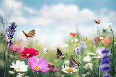 Summer Meadow With Butterflies