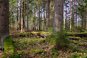 Coniferous stand with old spruce tree in foreground