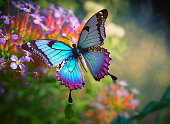 Magical Beauty Butterfly