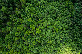 Aerial drone view of green lush forest