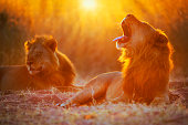 Two male lions (Panthera leo) at sunset