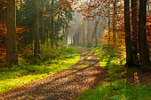 Hiking Path through Mixed Tree Forest with Sunrays in Autumn