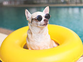 brown short hair chihuahua dog wearing sunglasses sitting  in  yellow swimming ring or inflatable by swimming pool, lookig away.