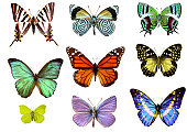 Nine colorful butterflies