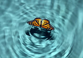 Butterfly in Water