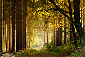 Path through Enchanted Autumn Forest