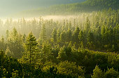 Forest illuminated by the rising sun