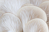 Close up of white colored Oyster mushroom